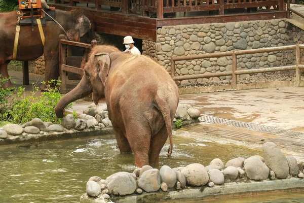 大きな象は緑の草を食べる 象は動物園で草を食べる 象の背景色草を食べる — ストック写真