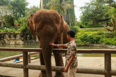 Yüz yüze. Tayland 'ın Chiang Mai eyaletindeki tropikal yağmur ormanlarında dost filli genç bir gezgin.