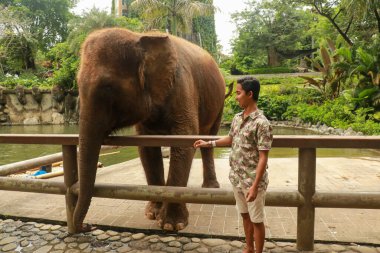 Endonezya, Bali 'deki hayvanat bahçesi parkında filli genç bir Asyalı.