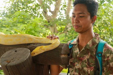 Birmanya pitonlu Asyalı turist, albino yılanı. Genç adam Endonezya, Bali hayvanat bahçesindeki Python bivittatus 'a dokundu.