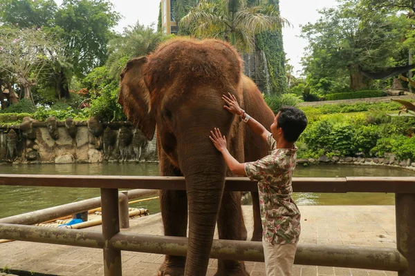 顔を向けろ。チェンマイ県、タイの熱帯雨林でフレンドリーな象と若い旅行者 — ストック写真