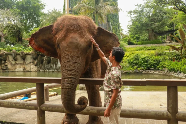 Von Angesicht zu Angesicht. Junger Reisender mit freundlichem Elefanten im tropischen Regenwald in der Provinz Chiang Mai, Thailand — Stockfoto