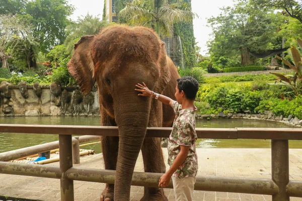 顔を向けろ。チェンマイ県、タイの熱帯雨林でフレンドリーな象と若い旅行者 — ストック写真