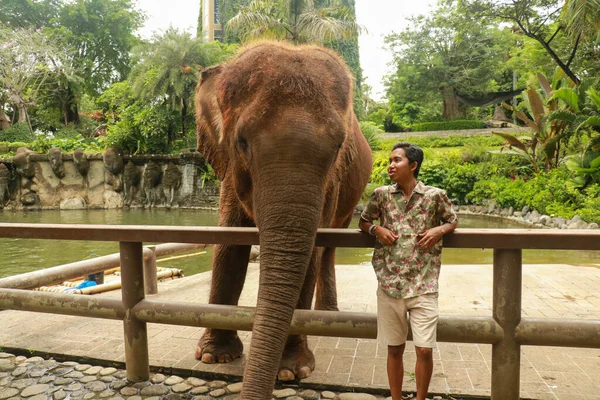 Junger asiatischer Mann mit Elefant im Zoo von Bali, Indonesien — Stockfoto