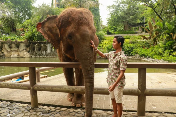 Touristin genießt mit den Elefanten im Zoo — Stockfoto