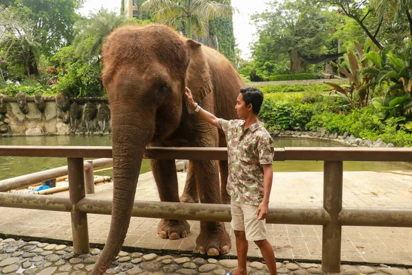 En man som ser en asiatisk elefant i ögonen medan han smeker hennes koffert och hon håller en bit grön bambu i spetsen på sin koffert i ZOO park, Bali, Indonesien — Stockfoto