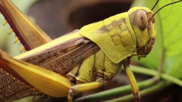 Close up of Valanga nigricornis. The Javanese grasshopper in nature. Javanese bird grasshopper. Macro 4k footage — Stock Video