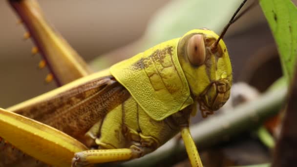 Nära sidan av Javanese Grasshopper. Valanga nigricornis i djungeln. Makro 4k bilder av Javanese fågel gräshoppa — Stockvideo