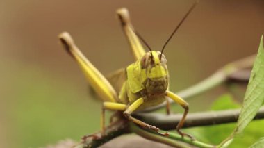 Çekirge Valanga nigricornis ile yüz yüze