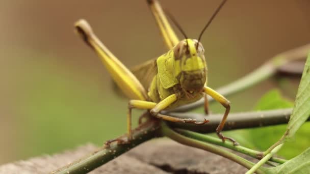 Primer plano de Javanese Grasshopper, Valanga nigricornis en una planta — Vídeos de Stock