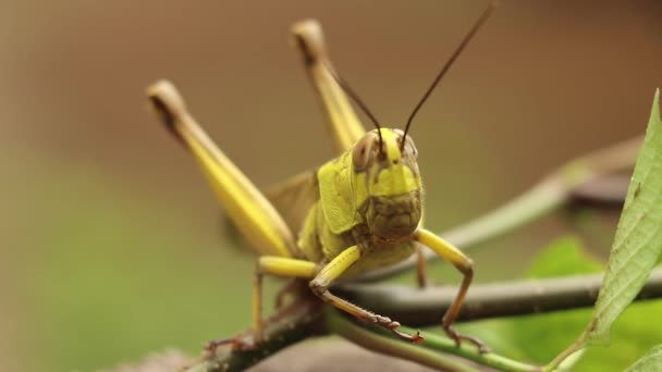 Face to face with a grasshopper Valanga nigricornis — Stock Video