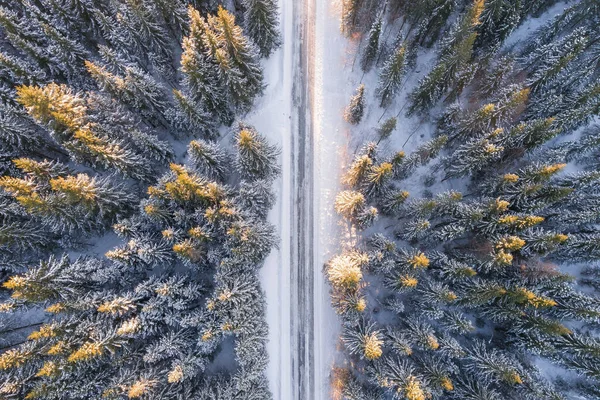 Aerial view of a snowy forest with high pines and road with a car in the winter