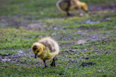 Yeşil çimenlikteki küçük sarı ördek yavrusu. Yaz otlağında yeşil çimlerde bir çiftlikte yürüyen ördek yavruları. Küçük sarı ördekler çimenlerde koşup kameraya bakarlar. Komik ördek yavruları, yakın plan.