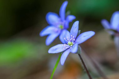 Bahar ormanlarında çiçek açan Hepatica nobilis. Hepatica hastalığının mavi çiçekleri. Karaciğer otunun mor çiçeği, böbrek otu, pennywort, Anemone hepatica