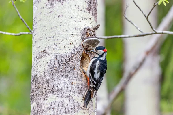 Ein Rotkopfspecht Dryocopus pileatus auf einem Baum auf der Suche nach Nahrung — Stockfoto