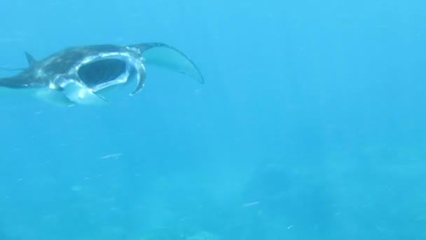 Rayo de Manta Gigante cerca de la Superficie con Reflejo en el Cuerpo — Vídeos de Stock