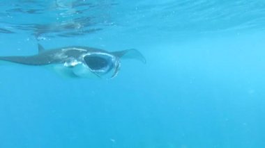Manta vatozu, Maldivler, Güney Ari mercan adası sualtı görüntülerini kapatın.