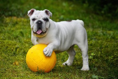 Siyah beyaz İngiliz ya da İngiliz Bulldog Köpeği yürüyüş için dışarı çıkar ve çimlerin üzerinde topu yakalar.