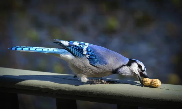 Blue jay with a peanut in its craw and another peanut in its beak — Stock Photo, Image