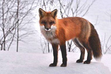 Slovakya 'daki High Tatras dağlarındaki ormanda tilki. Kışın kırmızı tilki portresini kapat