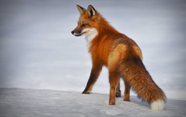 Kırmızı Tilki Vulpes vulpes, beyaz arka planda izole edilmiş ve Kanada 'daki Algonquin Parkı' nda yeni yağan karlar arasında çalılı kuyruk avına çıkmış. Karda kızıl tilki