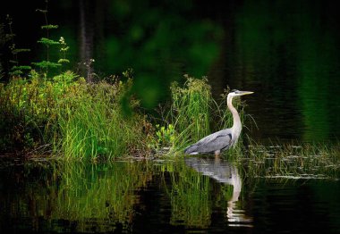 Beyaz yüzlü balıkçıl gün doğumunda suda yüzer. Yansıma