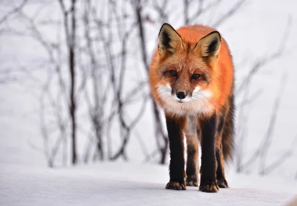 Volpe vista frontale nel freddo paesaggio invernale leccarsi il naso e camminare lentamente, Vulpes vulpes — Foto Stock