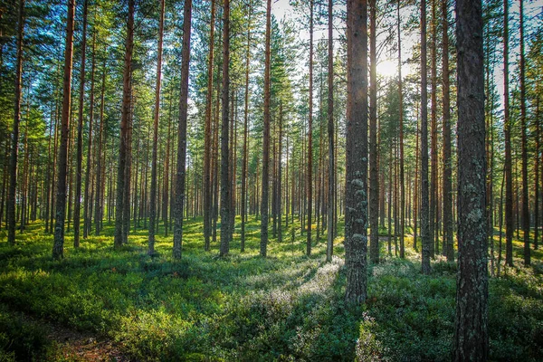 Sunbeams in Natural Spruce Forest. Forest of Spruce Trees illuminated by Sunbeams. Carpet of Moss covering the forest floor. Natural Forest of Spruce Trees, Sunbeams through Fog create mystic