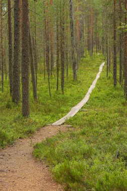 İlkel ormandaki ördek tahtaları yaban mersini ve kızılcık tarlasına gidiyor. Çıplak çalılar, çalılıklar, çalılıklar. Eski Norveç, Kuusamo Lapland 'da yürüyüş parkuru boyunca yayılır ve Finlandiya doğada spor faaliyetleri yapar.