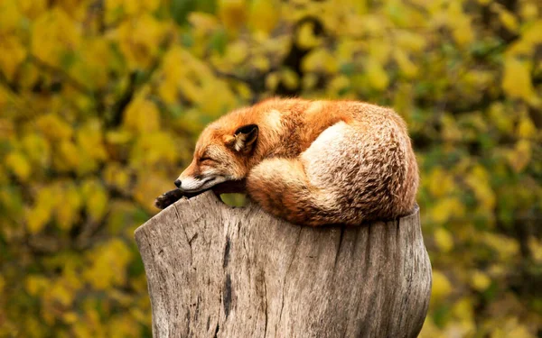 红狐睡在森林里的木头上。欧洲的野生动物。狐狸睡在木架上 — 图库照片
