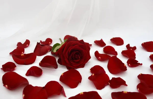 Ramo de rosas y fondo Corazones. Fondo de San Valentín o boda — Foto de Stock