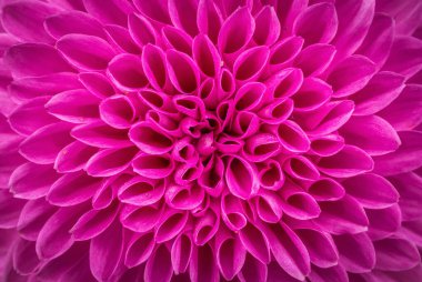 Mor pembe çiçek Dahlia pinnata 'yı kapat. Dahlia pinnata Cav. Çiçek açmış mor renkte. Çiçek arka planı.