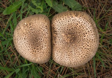 Yolun kenarındaki ormanda mantar şemsiyesi, yakın plan. Yukarıdan görünüşü.