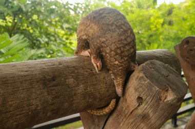 Tahtada yürüyen bir Trenggiling 'in yan görüntüsü. Manis Javanica vahşi doğada yürüyor. Pangolinler, pullu karıncayiyenler olarak da bilinir. Manis pentadactyla