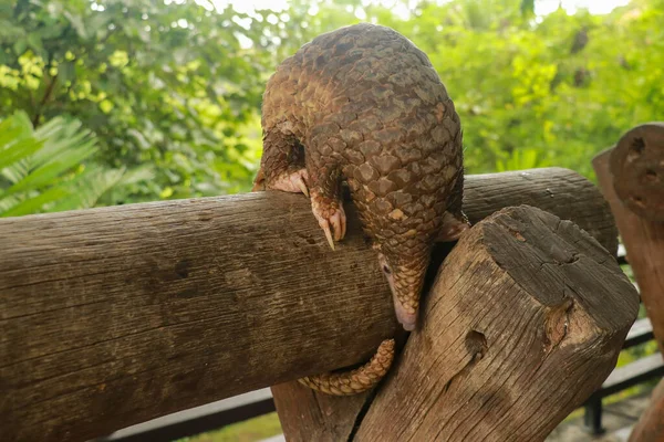 Side view of a Trenggiling walking on the wood. Manis javanica walking in the wild. Pangolins, sometimes known as scaly anteaters. Manis pentadactyla