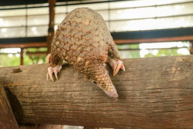 Java Pangolin climbs a wooden log.. Manis javanica on wood construction. It was smuggled in Asia. Because it is popularly consumed and its scales are an ingredient in Chinese medicine. Wildlife crime clipart
