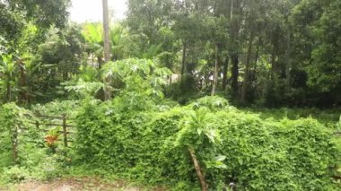 Tropik bir fırtınada palmiye ağaçları ve yapraklar. Şiddetli rüzgârlar ve şiddetli yağmurlar, yağmur ormanlarında esen kasırga gücüyle ağaçları sarsıyor.