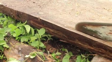 Bali, Endonezya, 18 Ocak 2021. Ormanda elektrikli testereyle odun kesmek. Ağaççı, kütüğü testere ile kesiyor.