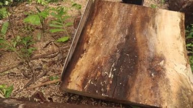 Bali, Endonezya, 18 Ocak 2021. Ormanda elektrikli testereyle odun kesmek. Ağaççı, kütüğü testere ile kesiyor.