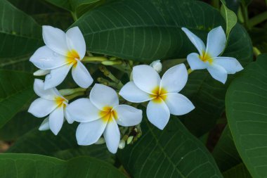 Sarı beyaz ve pembe çiçek grubu. Frangipani, Plumeria. Güneşli bir günde.