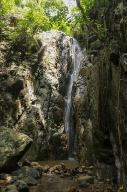Ormanda güzel bir şelale. Yeşil ağaç ve güneş ışığıyla tropikal ormanda şelale. Şelale ormanda akıyor. Doğa geçmişi. Şelalede taş ya da kaya. Bali 'ye yeşil mevsim yolculuğu