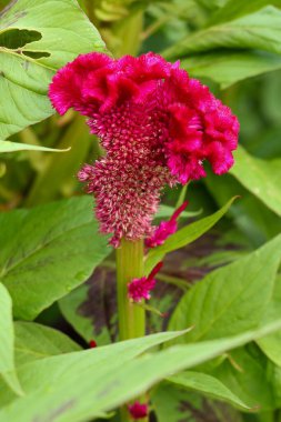 Mor horoz tarağı çiçeğine yakın çekim Celosia Cristata