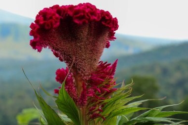 Mor horoz tarağı çiçeğine yakın çekim Celosia Cristata