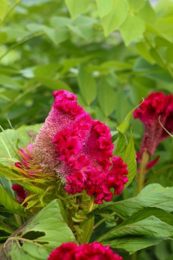 Parlak pembe Celosia argentea çiçeğini, gümüş horozu tarağını ya da tüylü horoz tarağını kapatın. Kırmızı kadife çiçek, celosia cristata arkaplan