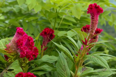 Parlak pembe Celosia argentea çiçeğini, gümüş horozu tarağını ya da tüylü horoz tarağını kapatın. Kırmızı kadife çiçek, celosia cristata arkaplan