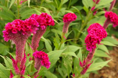Parlak pembe Celosia argentea çiçeğini, gümüş horozu tarağını ya da tüylü horoz tarağını kapatın. Kırmızı kadife çiçek, celosia cristata arkaplan