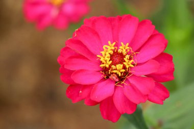 Pembe Çiçeklerin Zinnia zarafetinin çiçek açmasına odaklan. Renk doğası. Üst görünüm