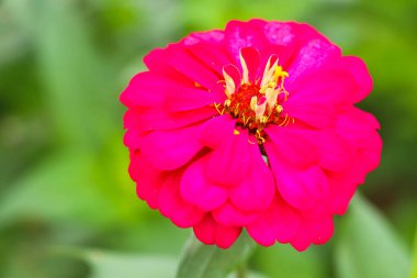 Pembe Çiçeklerin Zinnia zarafetinin çiçek açmasına odaklan. Renk doğası. Üst görünüm