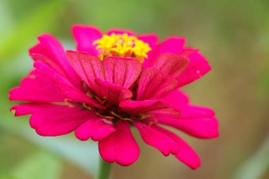 Pembe Zinnia çiçeğinin, bulanık yeşil yaprak arkaplanının yan görüntüsü.