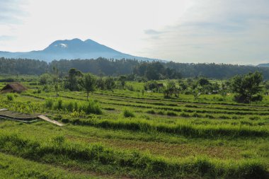 Bali adasındaki yeşil pirinç tarlaları, Ubud yakınlarındaki Jatiluwih, Endonezya